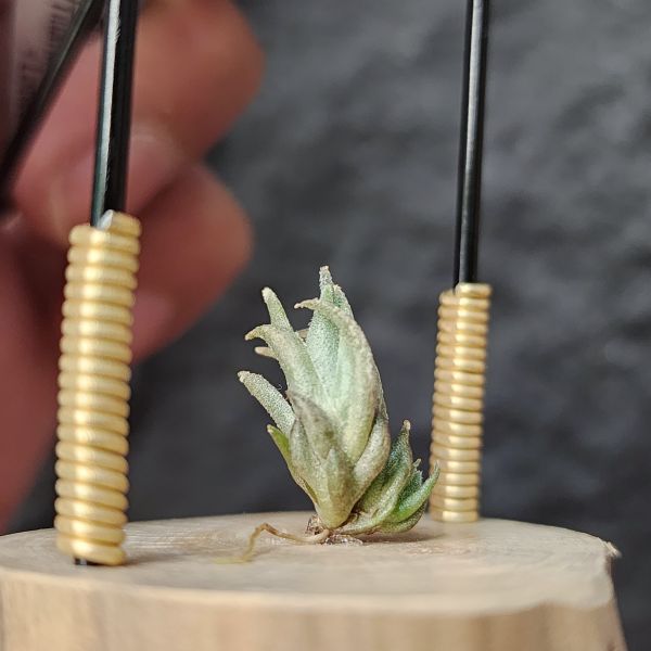 銀冰×樂透1帶1芽/Tillandsia Chiletensis × Lotteae 