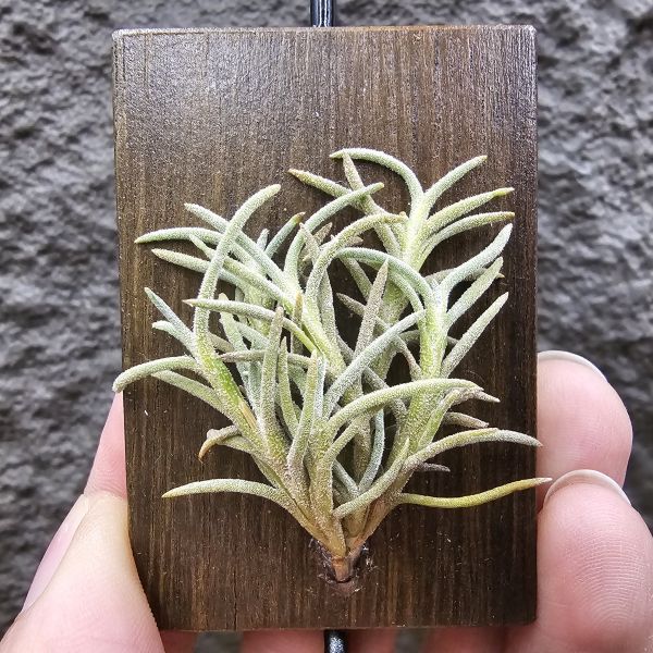 阿根廷野採卡畢/Tillandsia capillaris(Argentina) 