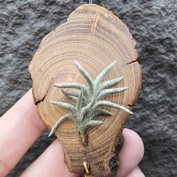帕姆塔塔/Tillandsia permutata(Europe) 