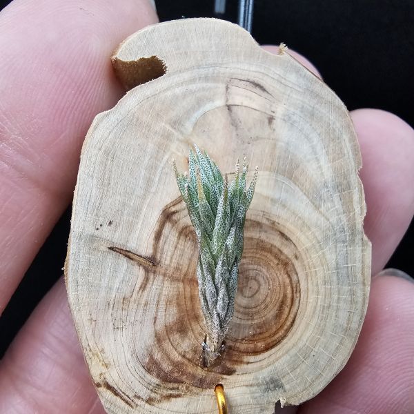 彈頭(阿根廷)/Tillandsia pedicellata(Argentina) 