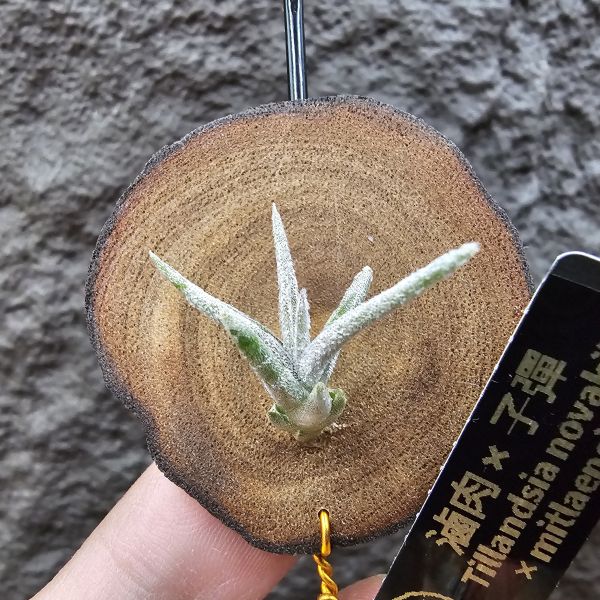 滷肉×子彈/Tillandsia novakii × mitlaensis~圖四、五參考母株顯色 