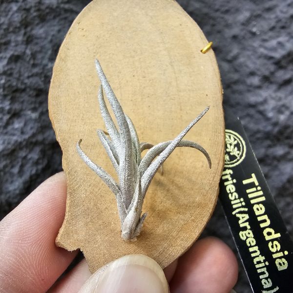 Tillandsia friesii(Argentina)阿根廷長莖型原生種、開桃粉色辦狀花、帶金屬質感、顯紅色 