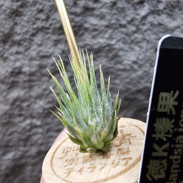 德K榛果/Tillandsia ionantha haselnuss(KK) 