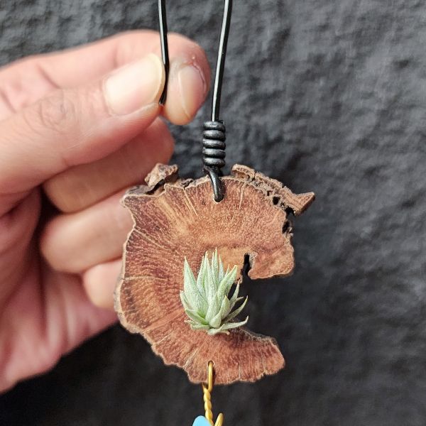 蘿莉-雨林/Tillandsia loliacea(RFI) 