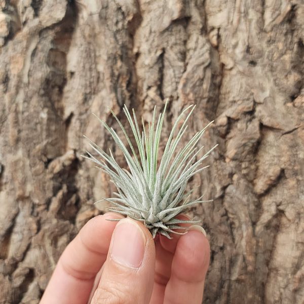 海膽/Tillandsia fuchsii var. Fuchsii 