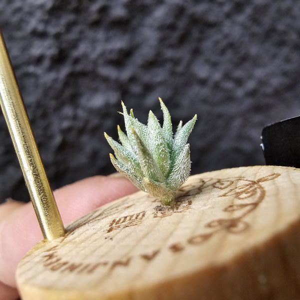 蘿莉(雨林)/Tillandsia Loliacea(RFI) 