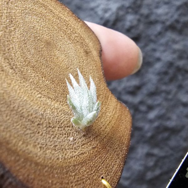 雨林蘿莉/Tillandsia loliacea(RFI) 