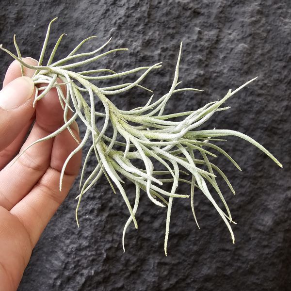 卡畢Type1/Tillandsia capillaris Type 1 