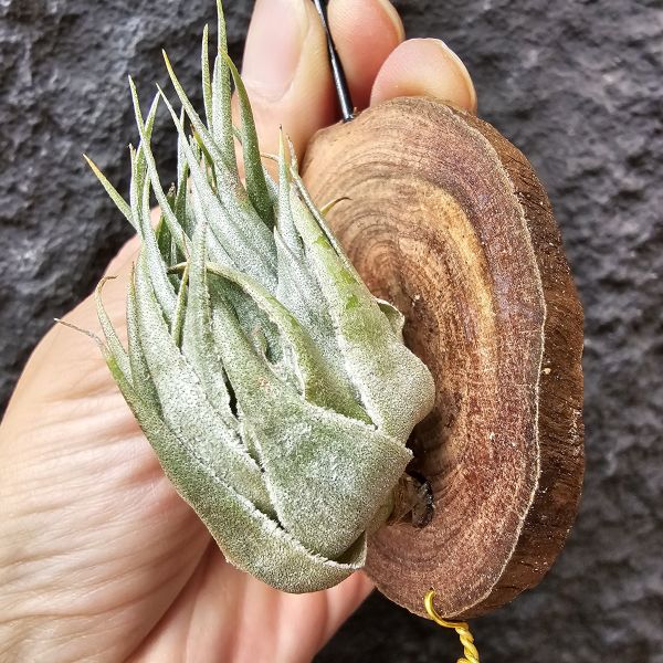 K燒(特大尺寸)/Tillandsia kautskyi 
