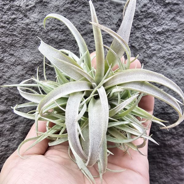 草莓牛奶(叢)/Tillandsia capitata mauve 