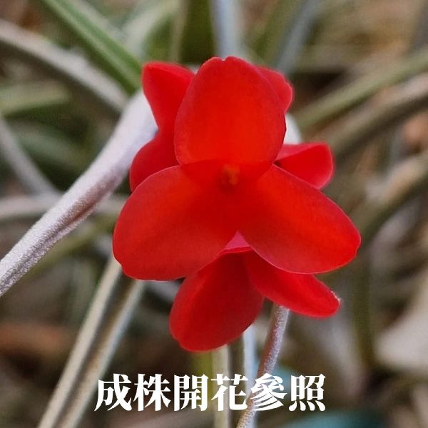 亞伯緹娜×赤兔(鮮豔紅花小型交種)/Tillandsia albertiana × edithae(Europe)~圖四成株開花參照~ 
