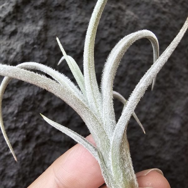 歐洲眉刷/Tillandsia cardenasii(Europe) 