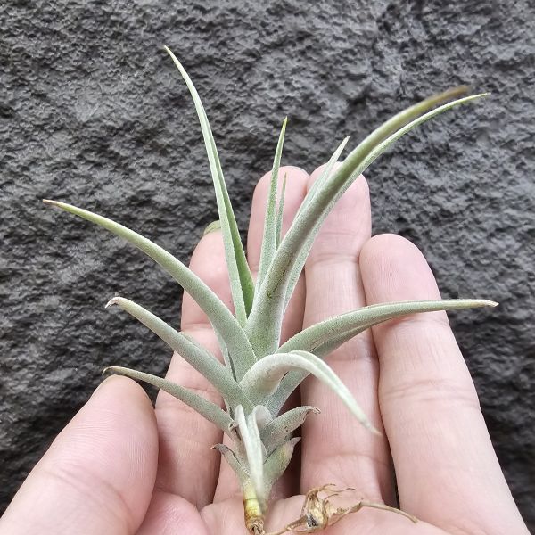 樹猴胖男孩(葉尖有些傷)/Tillandsia Streptocarpa 'Fat Boy' 