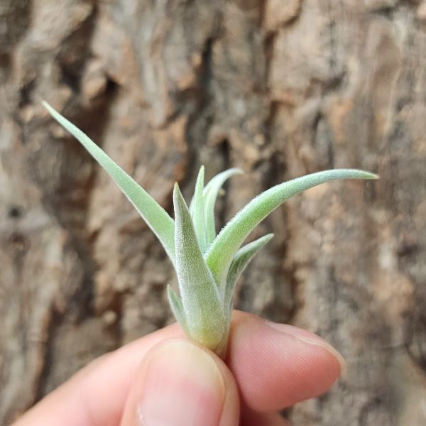 蓓米喬(歐洲)/Tillandsia Bermejoensis(Europe) 
