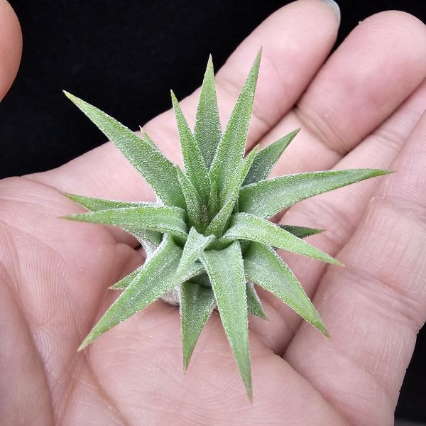New~小精靈V.多國花(雨林) × 長莖/Tillandsia ionantha v. stricta(RFI) × ionantha v. van-hyningii~有葫身、厚實質感毛，圖四為成株參照。 