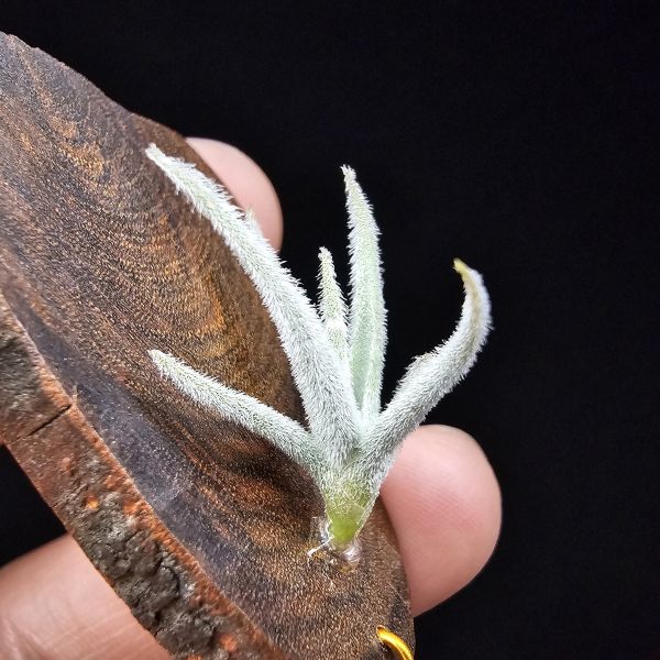 毛腸/Tillandsia santiagoensis 
