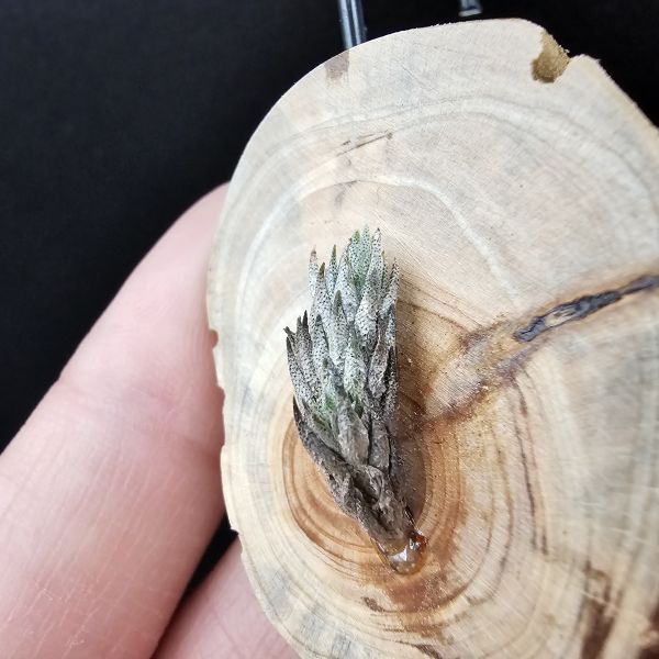 彈頭(阿根廷)側邊冒1芽/Tillandsia pedicellata(Argentina) 