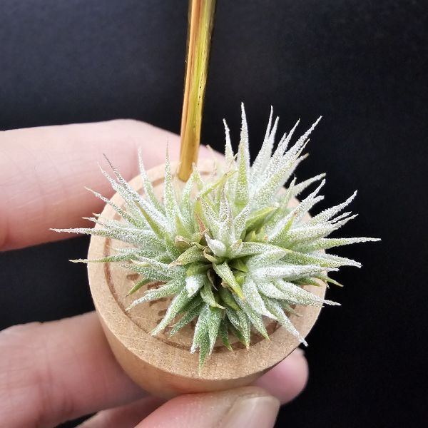 米妮綴化小精靈/Tillandsia ionantha mini mouse 