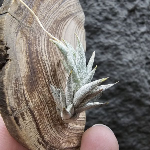 布雷爾(成株尺寸)/Tillandsia brealitoensis(Argentina) 