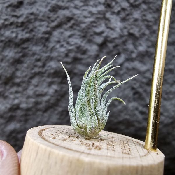 S燒(台產芽)/Tillandsia sprengeliana(Europe) 