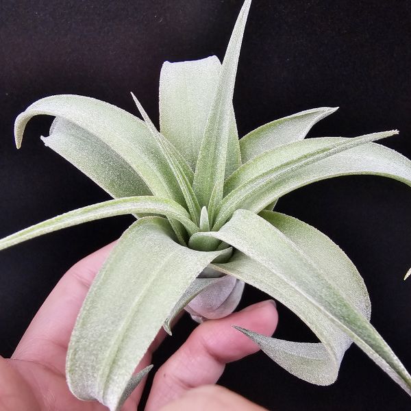 羅蘭×墨西哥電捲(少見交種、非常漂亮！)/Tillandsia roland-gosselinii × streptophylla Mexico 