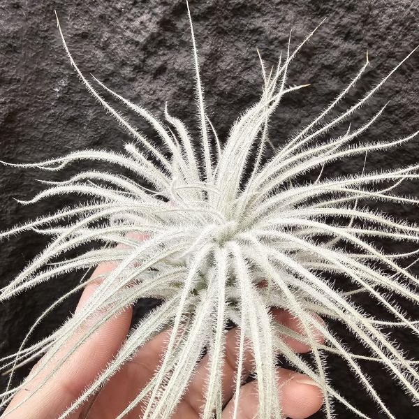 厄瓜多雞毛撢子(特大)/Tillandsia tectorum ecudaor 