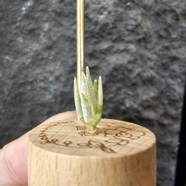 巴拉魚(小屁芽) Tillandsia paraiebensis 