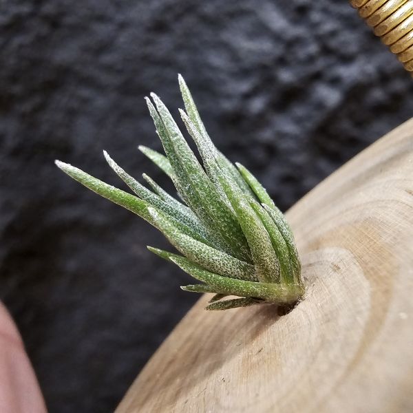 (xip × areq)×迷你電捲/Tillandsia (xiphioides × arequitae)紫花 × diguetii 