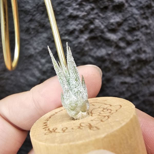 Joy(電捲×河豚)×長莖小精靈/Tillandsia Joy × ionantha v. van-hyningii 
