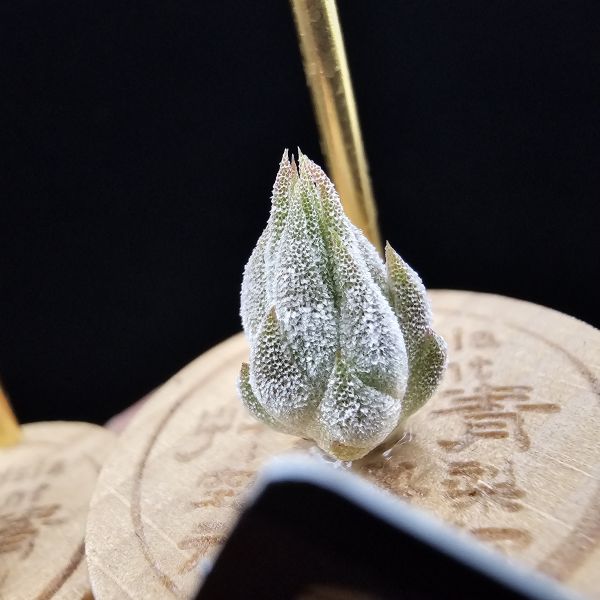 花生米小精靈(選)有二顆不挑株/Tillandsia ionantha peanut 