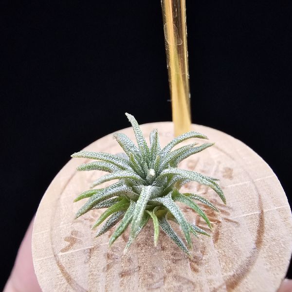 毛球變/Tillandsia atroviridipetala var. yagulensis(Mexico) 