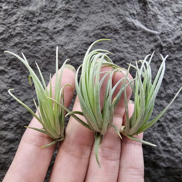 Tillandsia tenuifolia var. saxicola(SS尺寸不挑株)紫水晶變異型態較小型個體，與T.tenuifolia Bronze Tip很相似，以來源名稱為主，T.tenuifolia的個體也相當多變，實際上有無個體差異也不好判別，此品未曾見開花過！側上木會呈勾勾的型態相當漂亮！ 