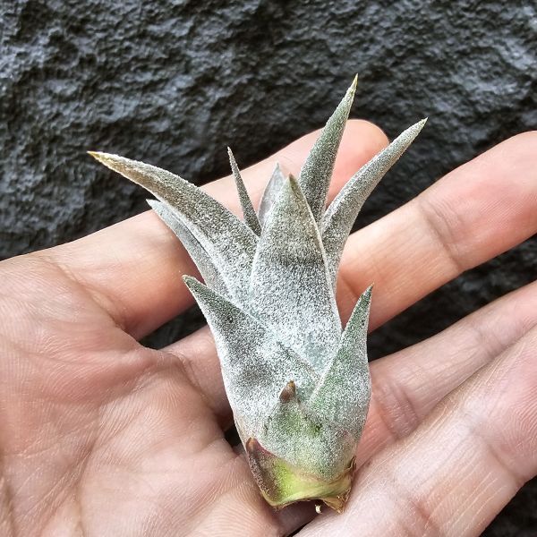 銀飾品(鳥岩)肥肥美芽/Tillandsia Silver Trinket (ionantha × chiapensis) 