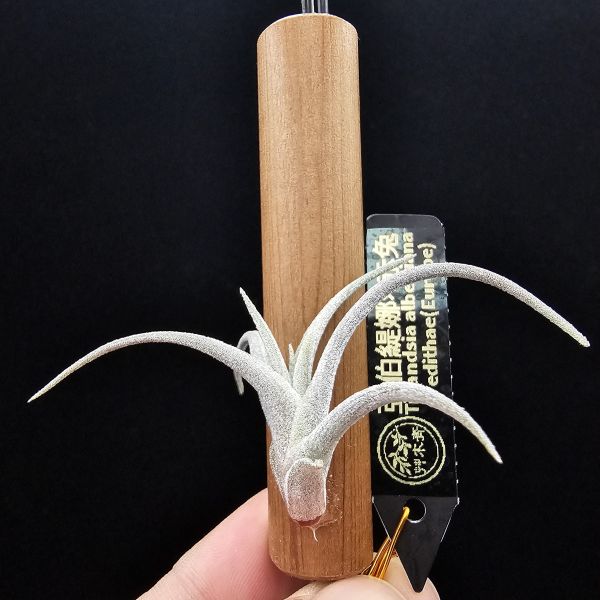 亞伯緹娜×赤兔(鮮豔紅花小型交種)/Tillandsia albertiana × edithae(Europe)~圖四成株開花參照~ 