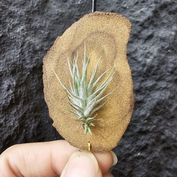 草皮變異・捷克(成株)/Tillandsia tricholepis var. macrophylla(CZ) 