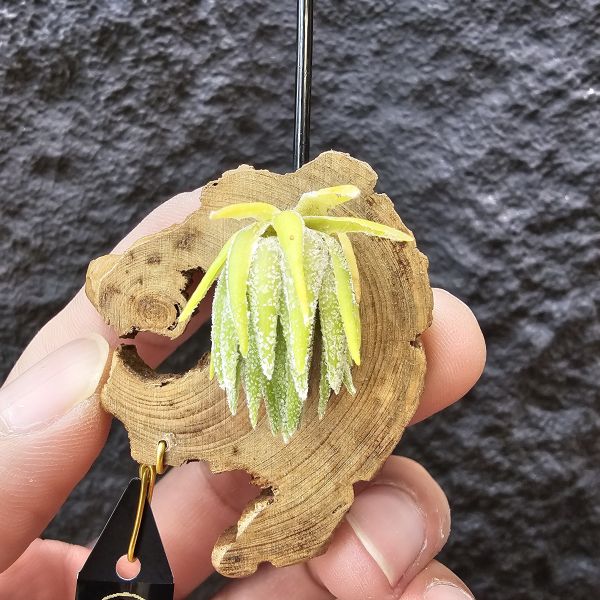 T燒-歐洲/Tillandsia Thiekenii (Europe)~販售品項皆為台灣環境訓養久矣~基本上是相當好照顧~養不好要檢視個人環境！ 