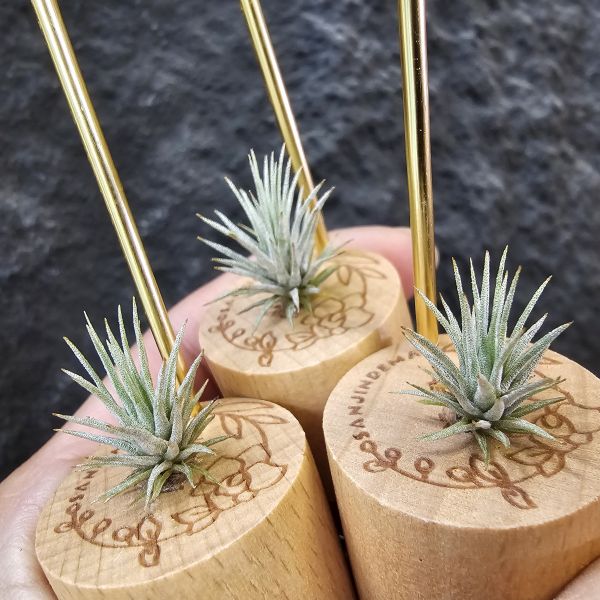 紅花海膽(不挑株)/Tillandsia Argentea 