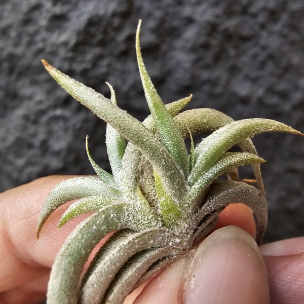 燕子minor(雙芽)/Tillandsia gilliessii minor 