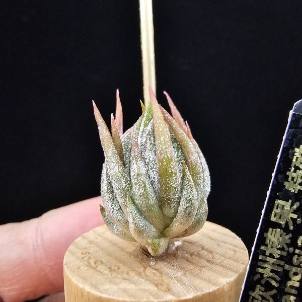 歐洲榛果(特殊)/Tillandsia ionantha Hazelnut (Europe)~肌肉感十足，成株為集束形態，多年前由歐洲農場挑選的一顆特殊個體，做為栽培的種。 
