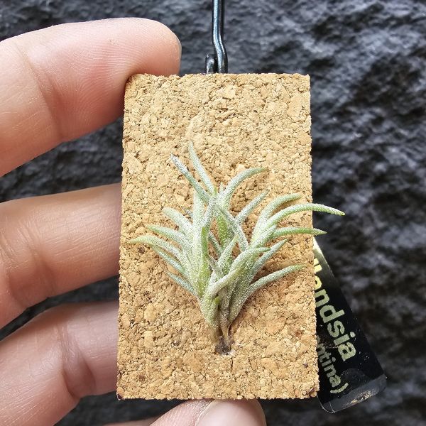 卡畢(阿根廷野採)/Tillandsia capillaris(Argentina) 