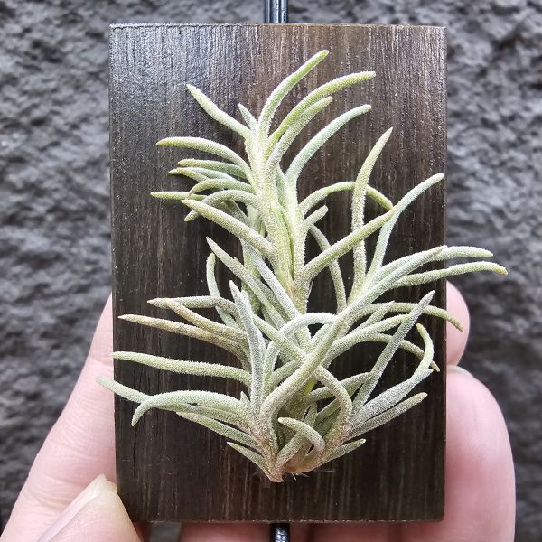 阿根廷野採卡畢/Tillandsia capillaris(Argentina) 