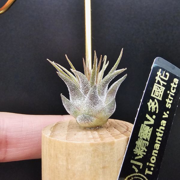 小精靈V.多國花/Tillandsia ionantha v. stricta~圖四母株參考，成株為密集細硬葉的表現表現，光照穩定會顯暗紅色！ 