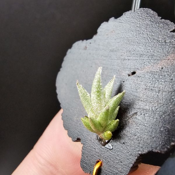 布雷爾利托西斯(S+尺寸)/Tillandsia brealitoensis~重油耐用"降真木"板材! 
