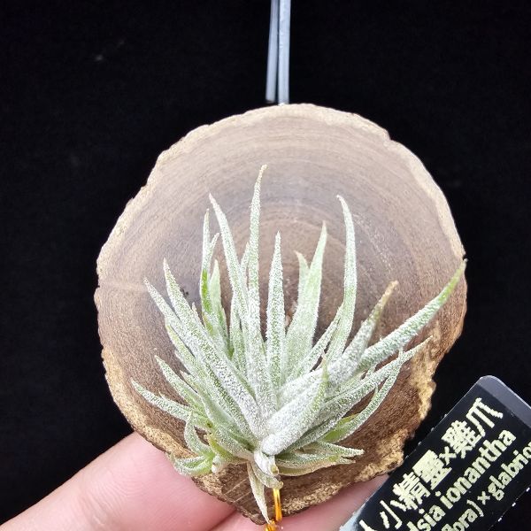 New~小矮人精靈×雞爪(精靈爪?)/Tillandsia ionantha Enano(Tropiflora) × glabrior~熱帶'小矮人精靈'與銀葉質感的'雞爪'交種，有點奇葩XD~叢生滿美、毛毛的~ 