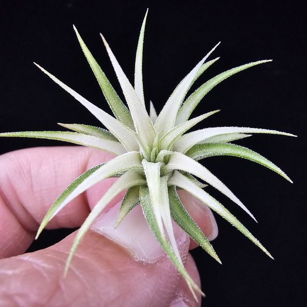 阿伯小精靈(藝)/Tillandsia ionantha Albo-Marginata 
