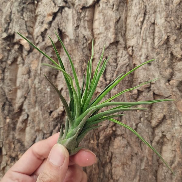 小章魚×西雷達/Tillandsia Bulbosa × Ionantha Selecta 