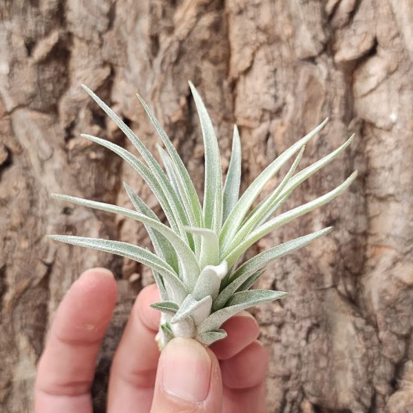 小精靈×哈里斯/Tillandsia Ionantha × Harrisii 