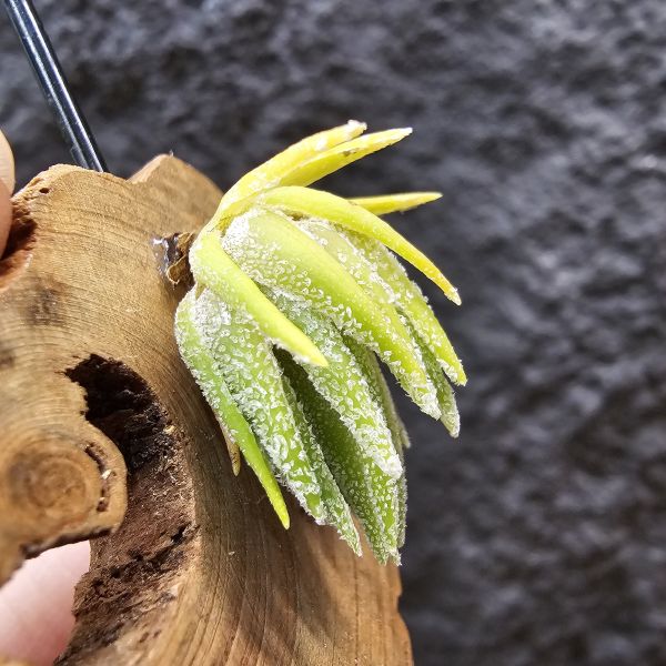 T燒-歐洲/Tillandsia Thiekenii (Europe)~販售品項皆為台灣環境訓養久矣~基本上是相當好照顧~養不好要檢視個人環境！ 