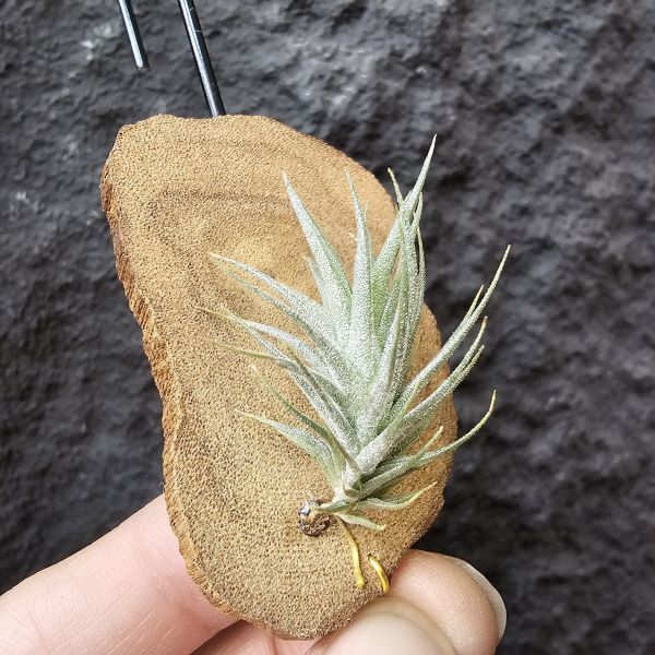 草皮變異・捷克(成株)/Tillandsia tricholepis var. macrophylla(CZ) 
