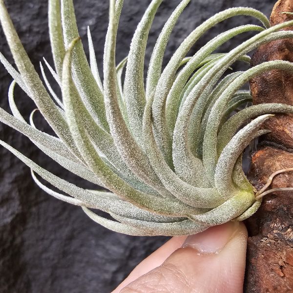 白花紫羅蘭×S燒/T. Hybrid Bob Holm's Jewel(aeranthos var.alba x sprengeliana) 